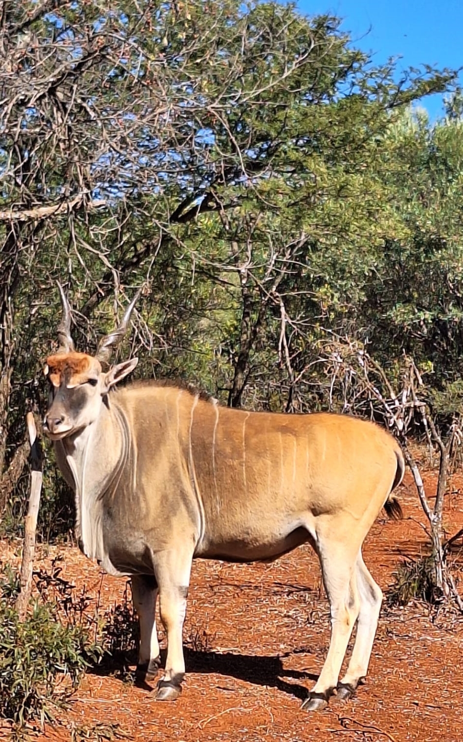 2 Bedroom Property for Sale in Rustenburg Rural North West